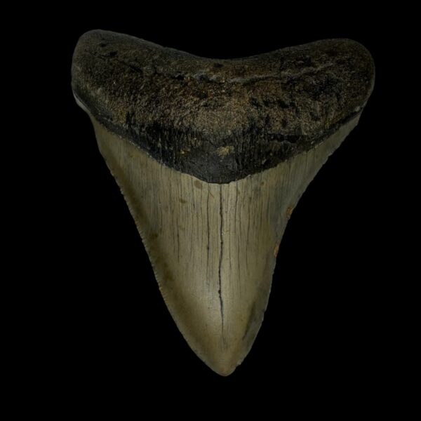 3.80" Megalodon Tooth Fossil