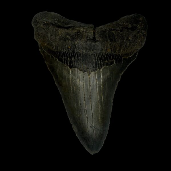 3.90" Serrated Megalodon Tooth Fossil