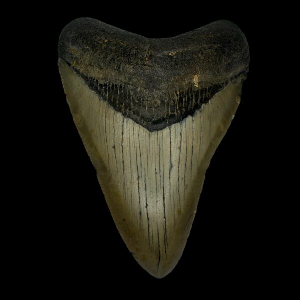 4.02" Megalodon Tooth Fossil