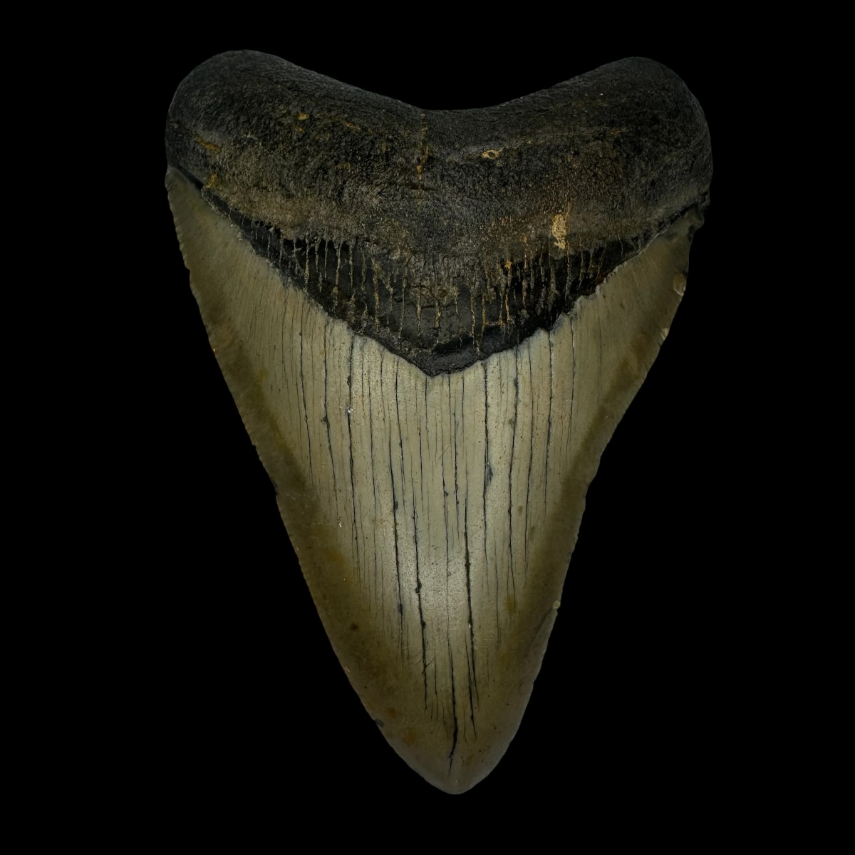 4.02" Megalodon Tooth Fossil