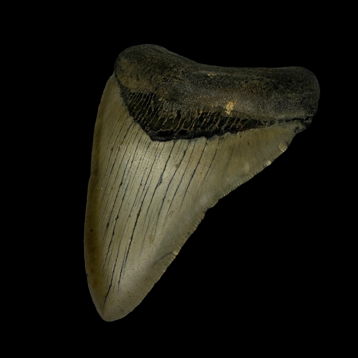 4.02" Megalodon Tooth Fossil - Image 3