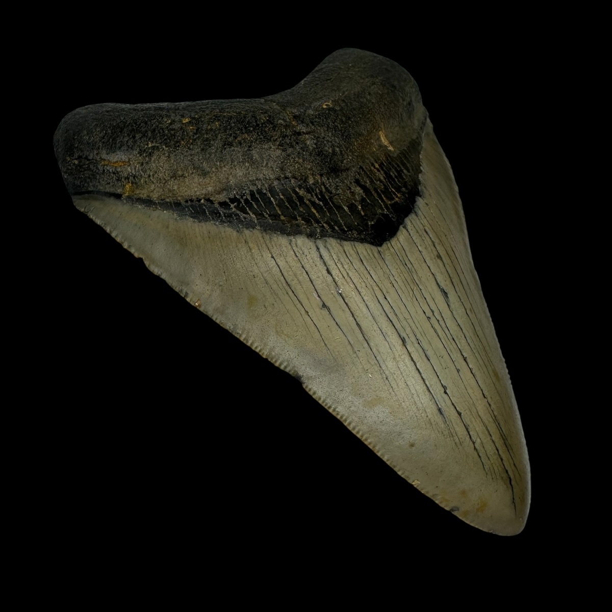 4.02" Megalodon Tooth Fossil - Image 4