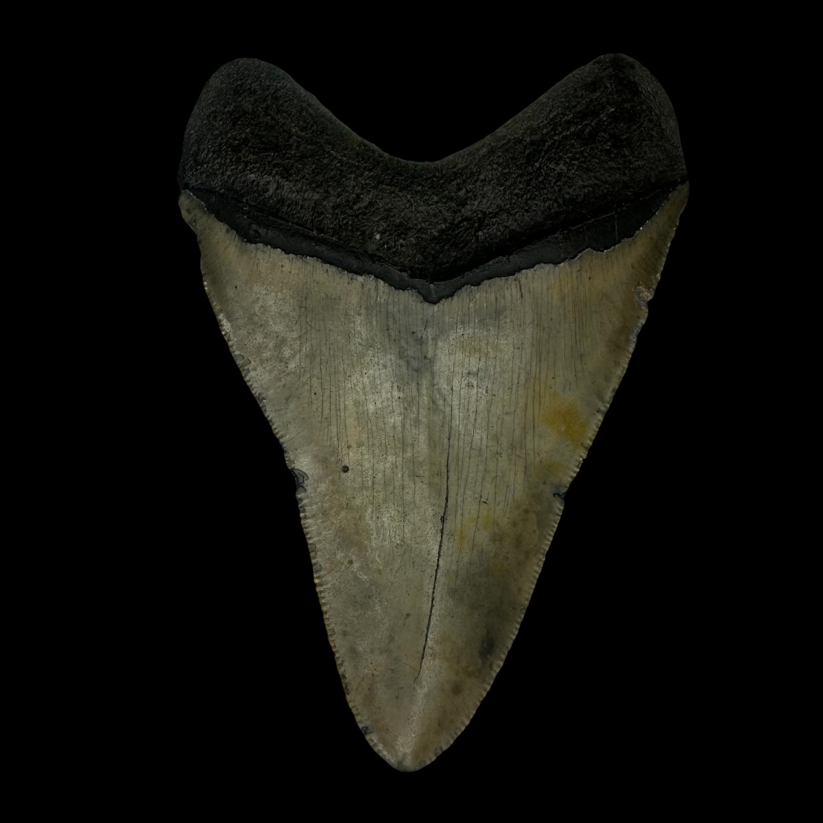 4.02" Megalodon Tooth Fossil - Image 2