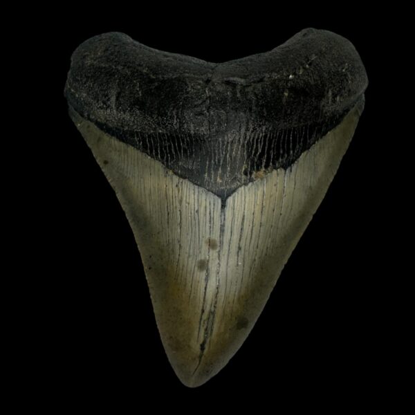 4.06" Megalodon Tooth Fossil