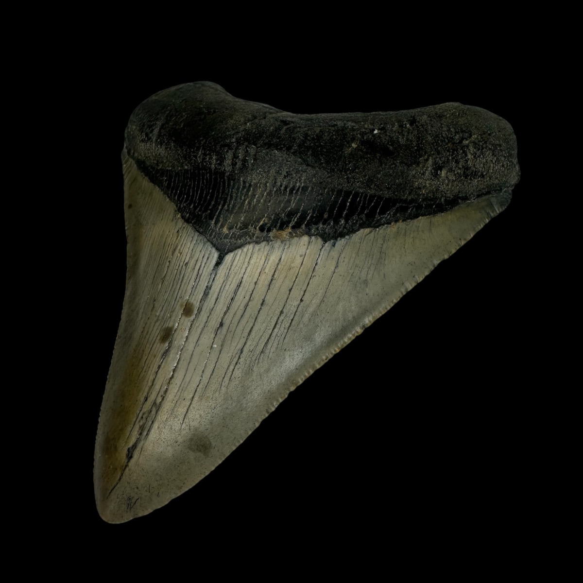 4.06" Megalodon Tooth Fossil - Image 3