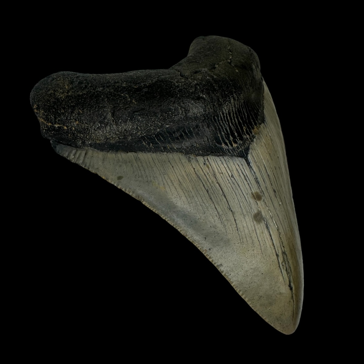 4.06" Megalodon Tooth Fossil - Image 4