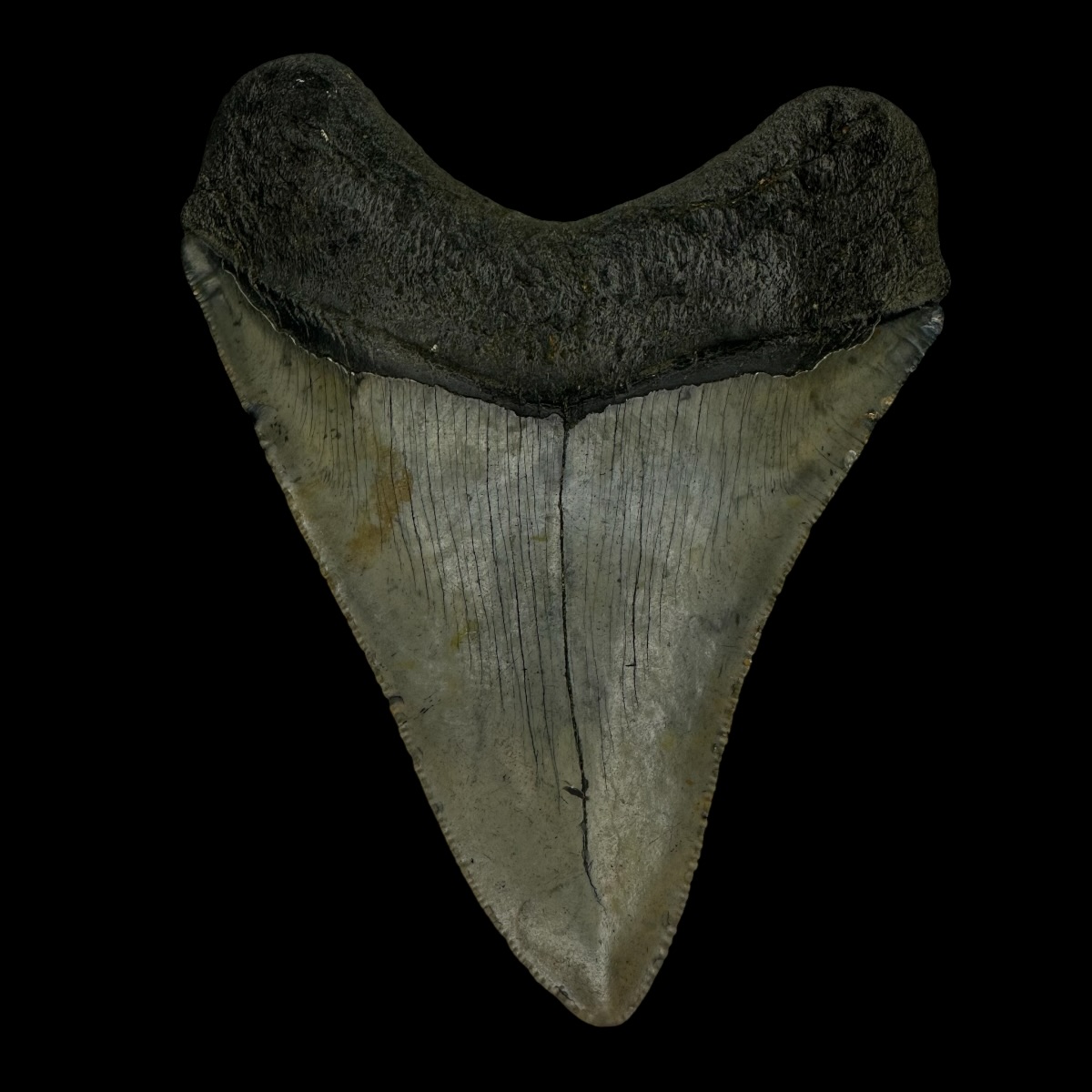 4.06" Megalodon Tooth Fossil - Image 2