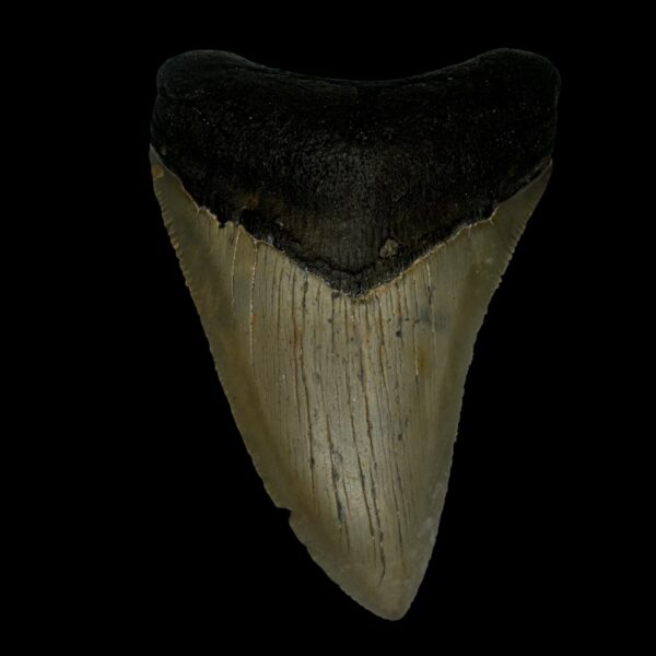 3.62" Megalodon Tooth Fossil