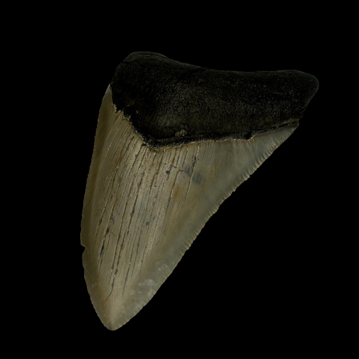 3.62" Megalodon Tooth Fossil - Image 3