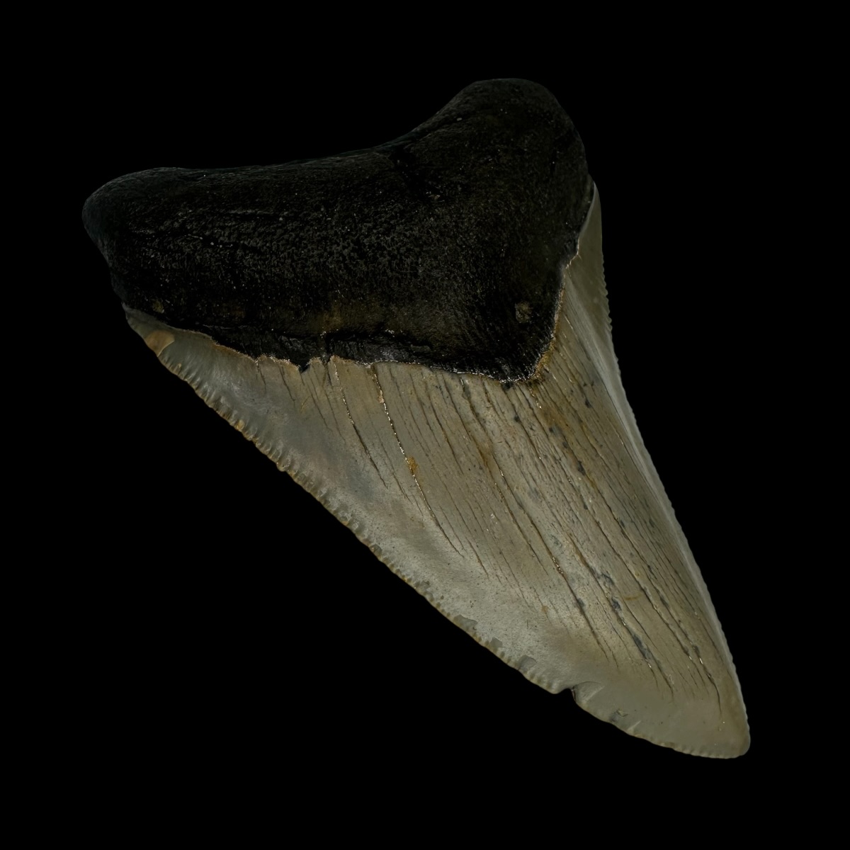 3.62" Megalodon Tooth Fossil - Image 4