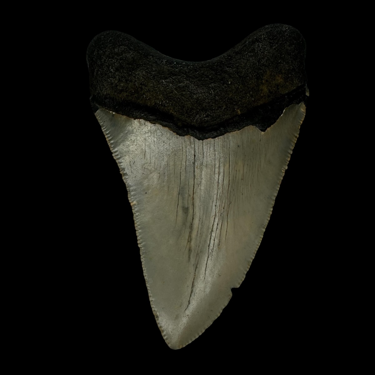 3.62" Megalodon Tooth Fossil - Image 2