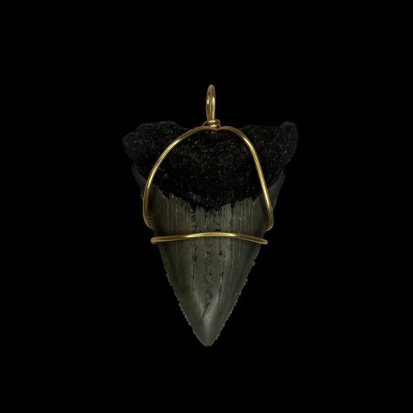 1.90" Megalodon Tooth Pendant