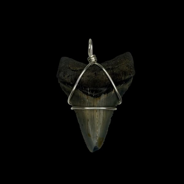 1.88" Megalodon Tooth Pendant