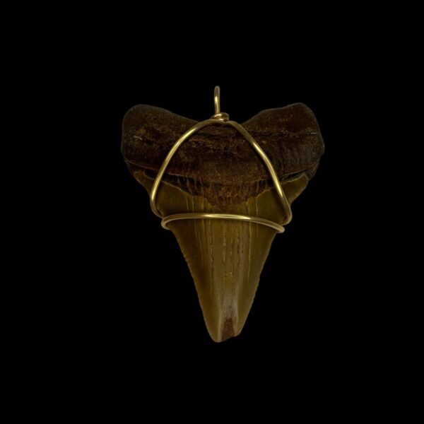 1.86" Megalodon Tooth Pendant