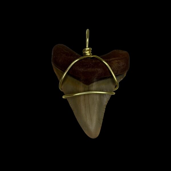 1.81" Megalodon Tooth Pendant