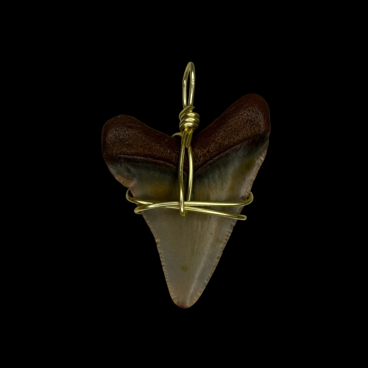 1.81" Megalodon Tooth Pendant - Image 2