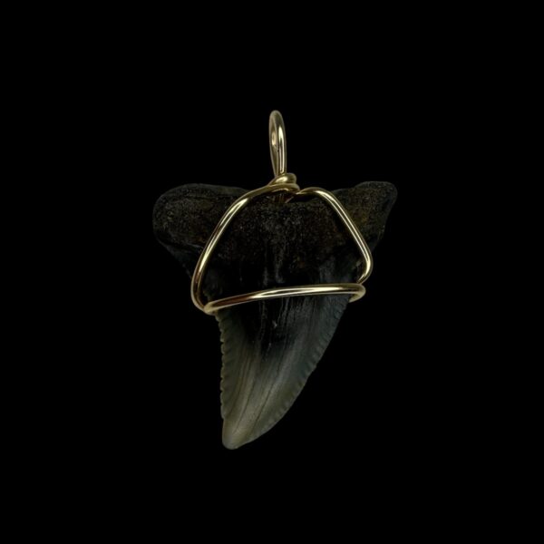 1.63" Snaggle Tooth Pendant