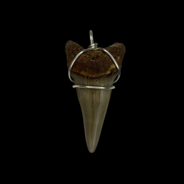 1.83" Mako Tooth Pendant