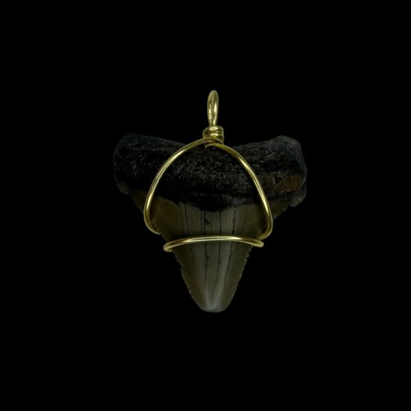 1.37" Chubutensis Tooth Pendant