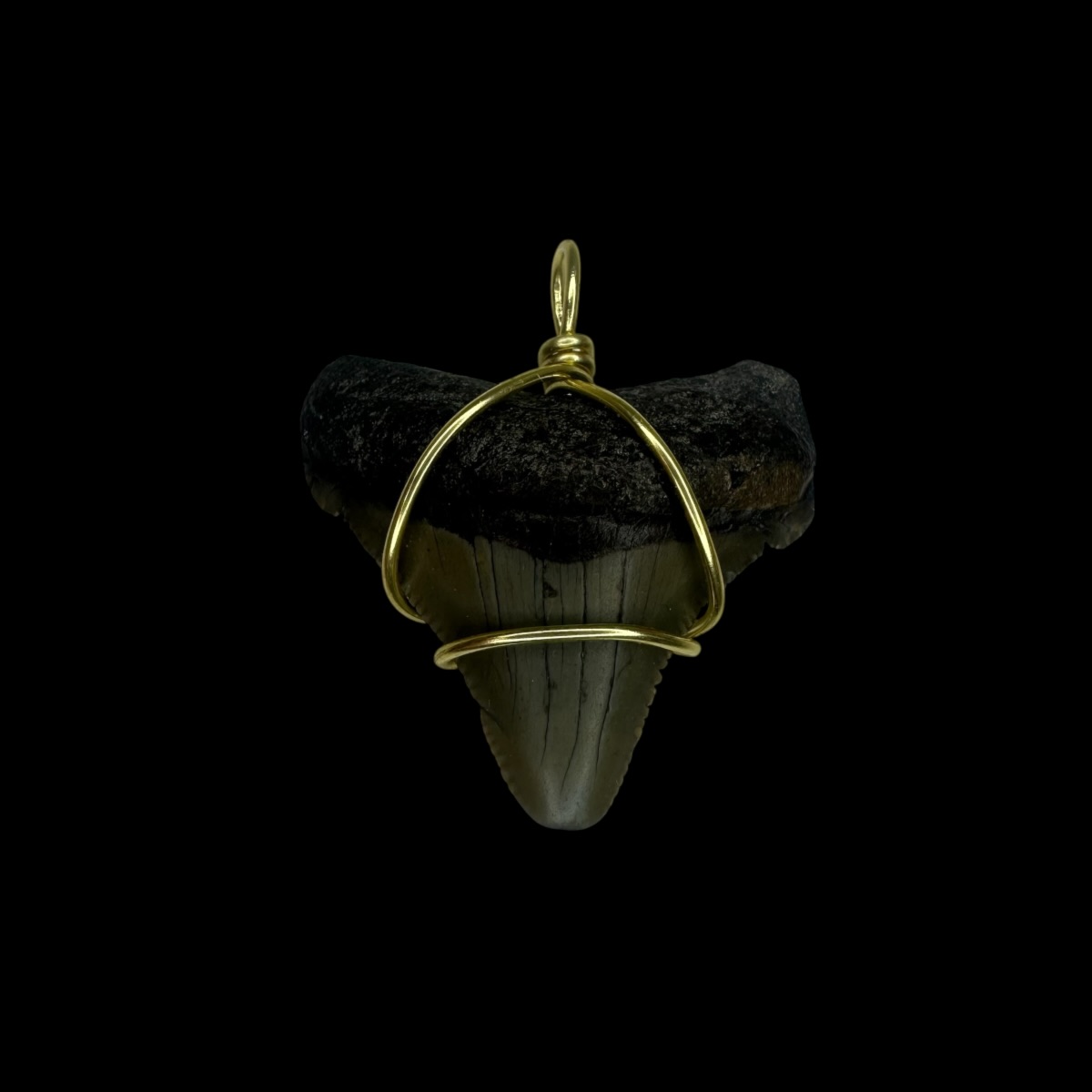 1.37" Chubutensis Tooth Pendant