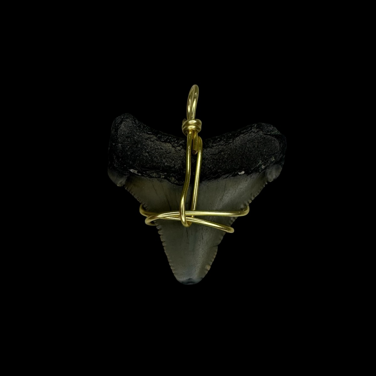 1.37" Chubutensis Tooth Pendant - Image 2