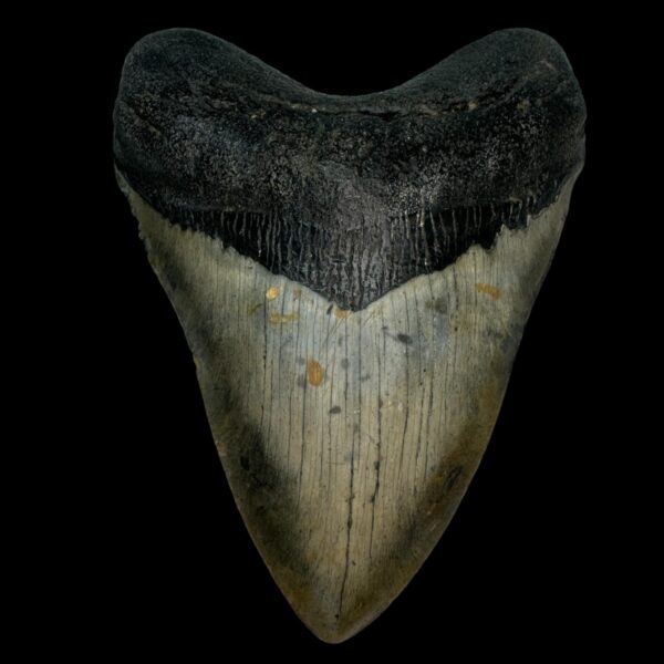 5.49" Megalodon Tooth Fossil