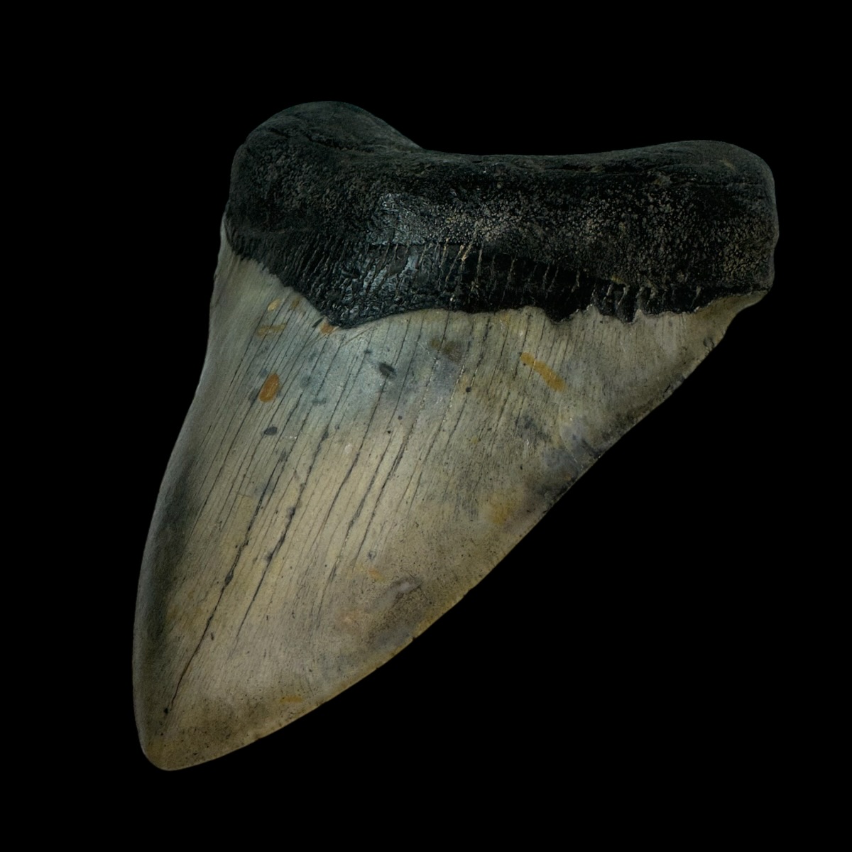 5.49" Megalodon Tooth Fossil - Image 3