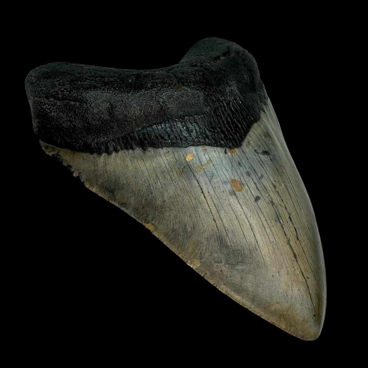 5.49" Megalodon Tooth Fossil - Image 4