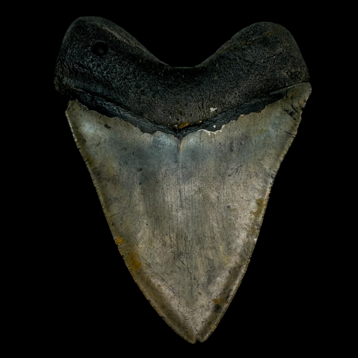 5.49" Megalodon Tooth Fossil - Image 2