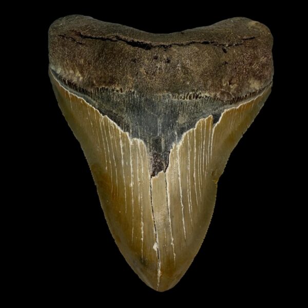 5.23" Serrated Megalodon Tooth Fossil
