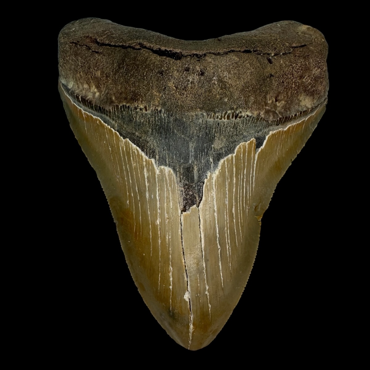 5.23" Serrated Megalodon Tooth Fossil
