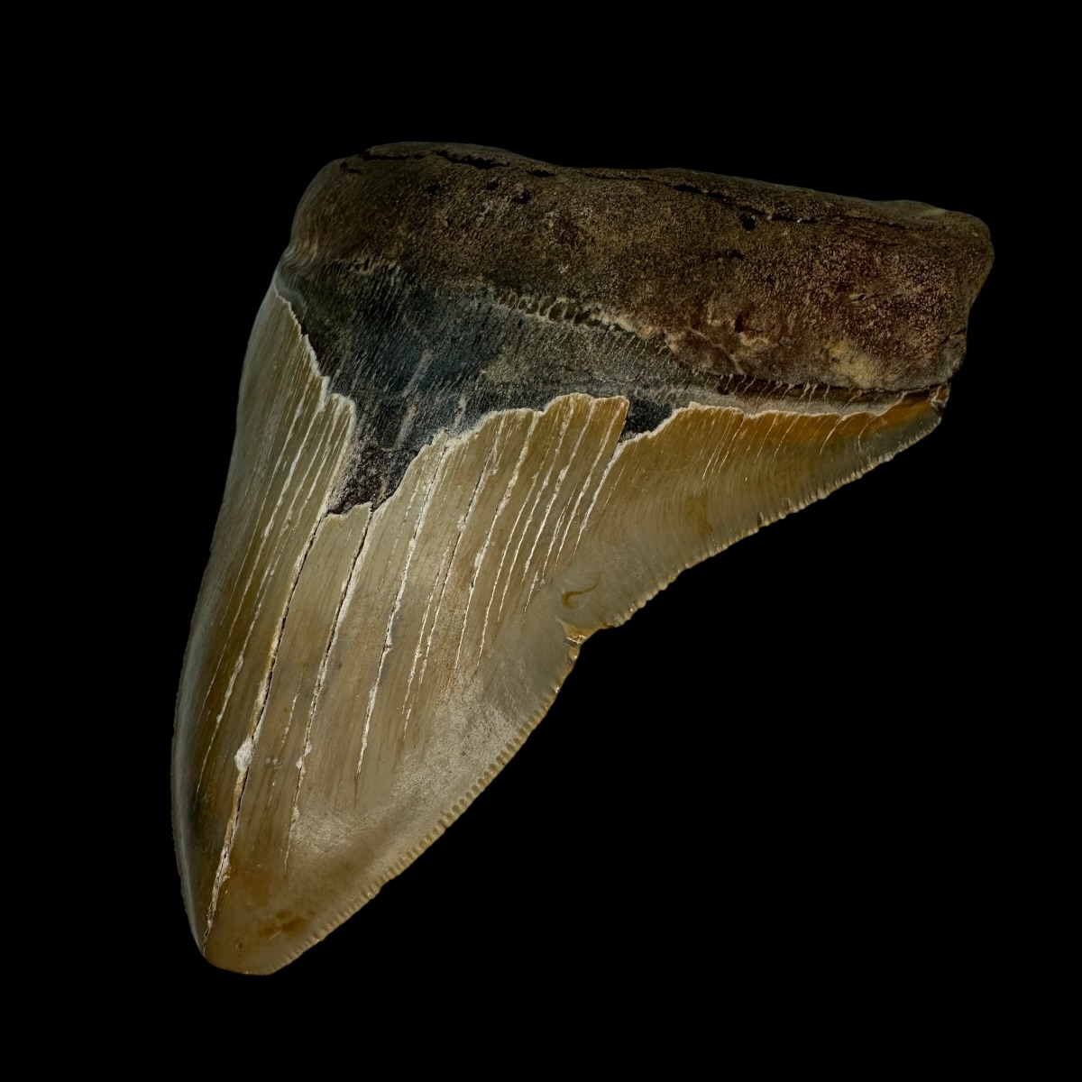 5.23" Serrated Megalodon Tooth Fossil - Image 3