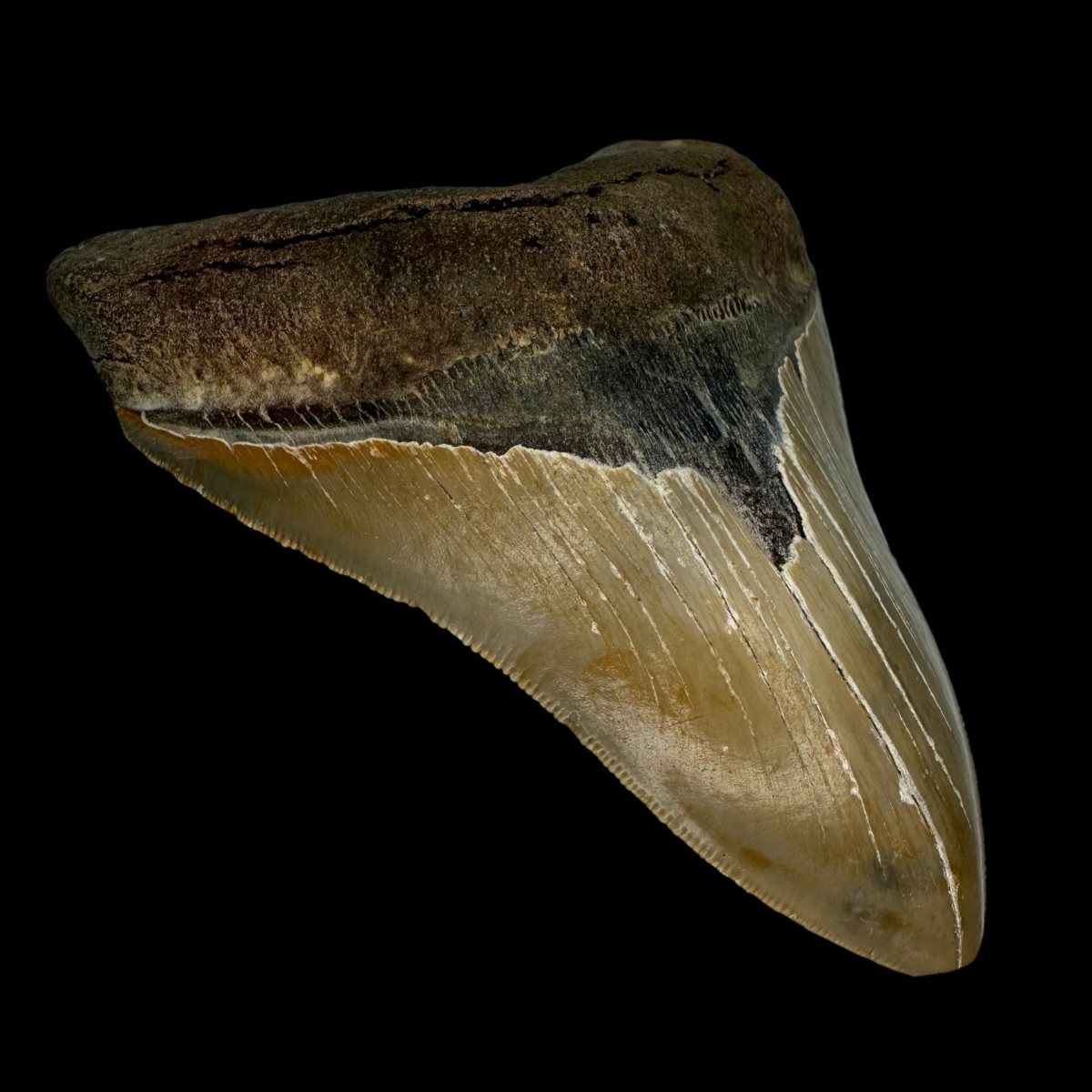 5.23" Serrated Megalodon Tooth Fossil - Image 4