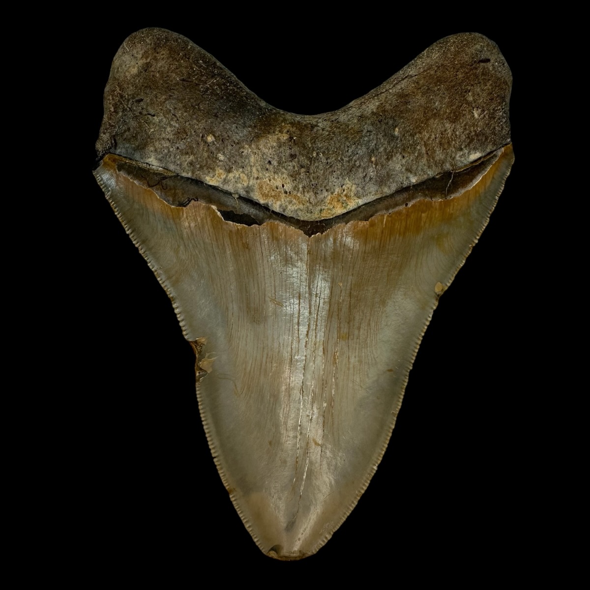 5.23" Serrated Megalodon Tooth Fossil - Image 2
