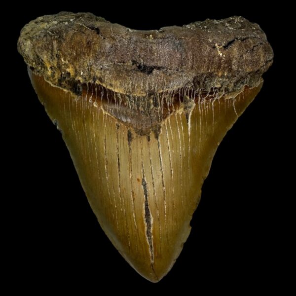 5.78" Serrated Megalodon Tooth Fossil