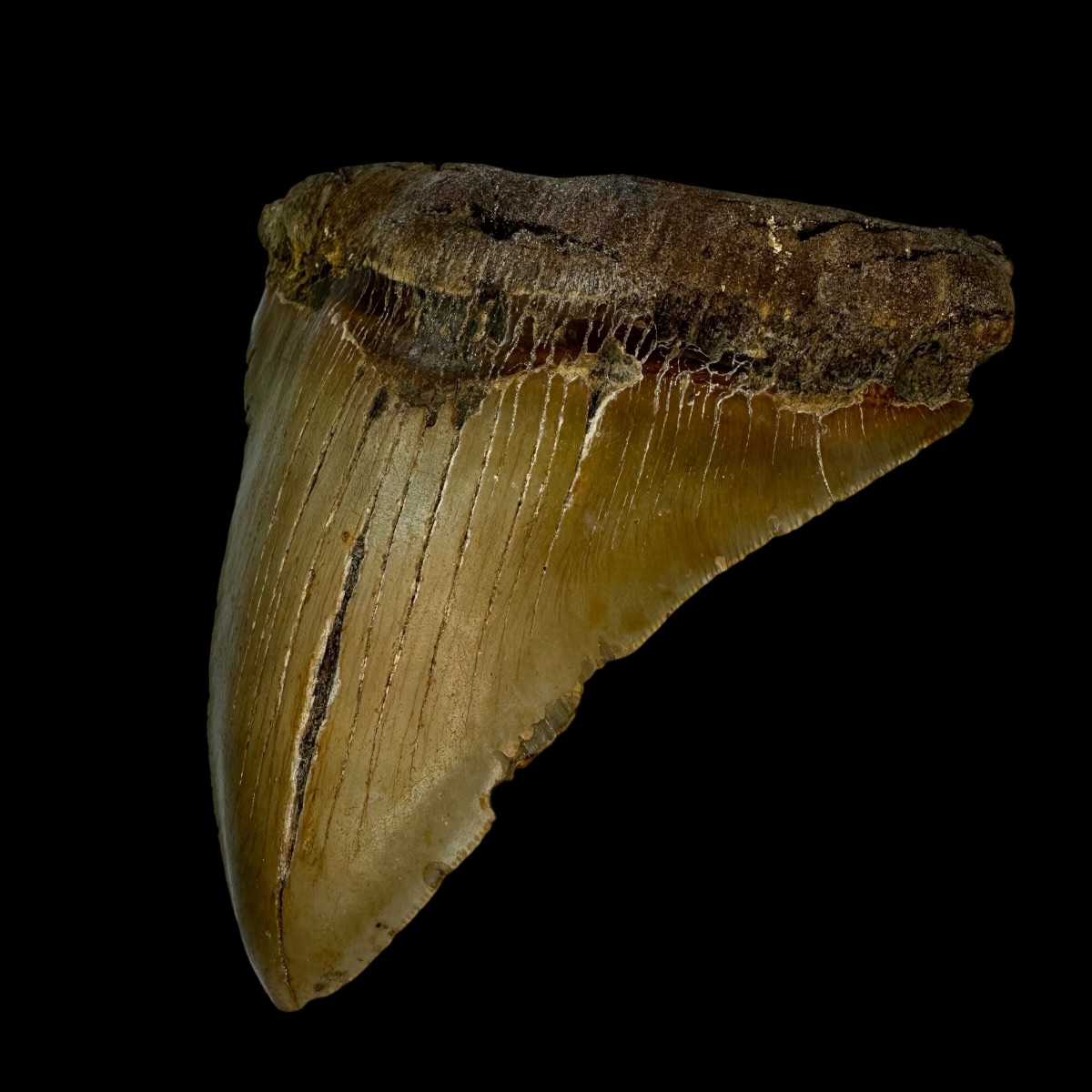 5.78" Serrated Megalodon Tooth Fossil - Image 3