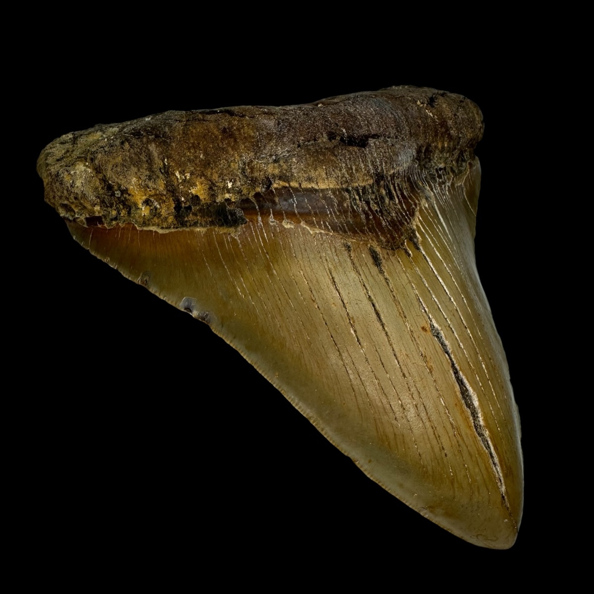 5.78" Serrated Megalodon Tooth Fossil - Image 4