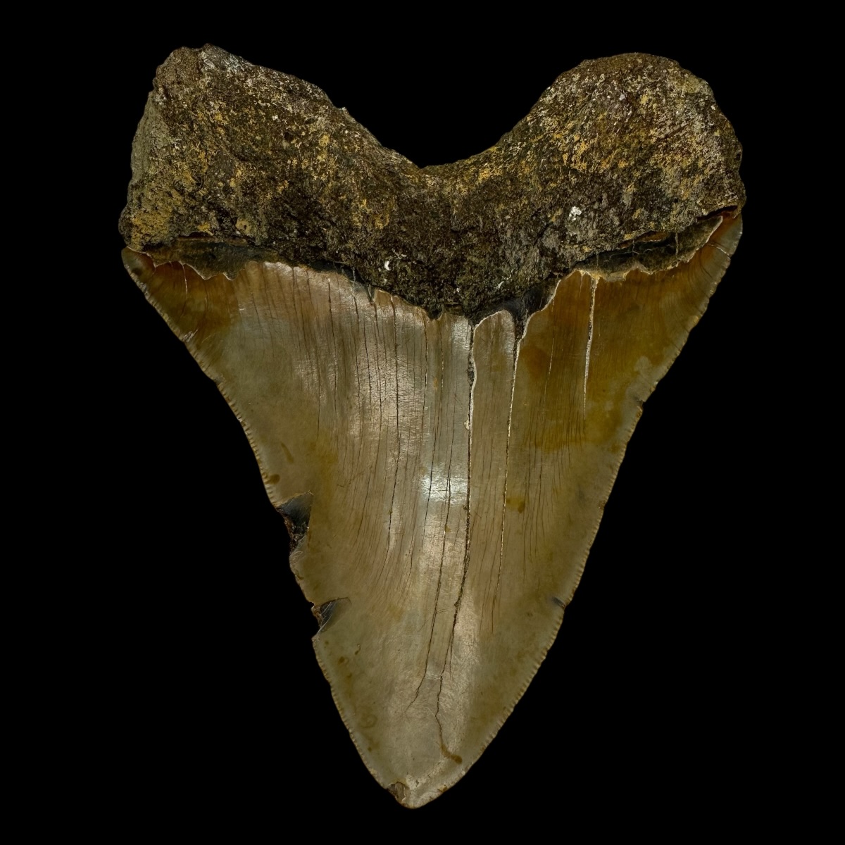 5.78" Serrated Megalodon Tooth Fossil - Image 2