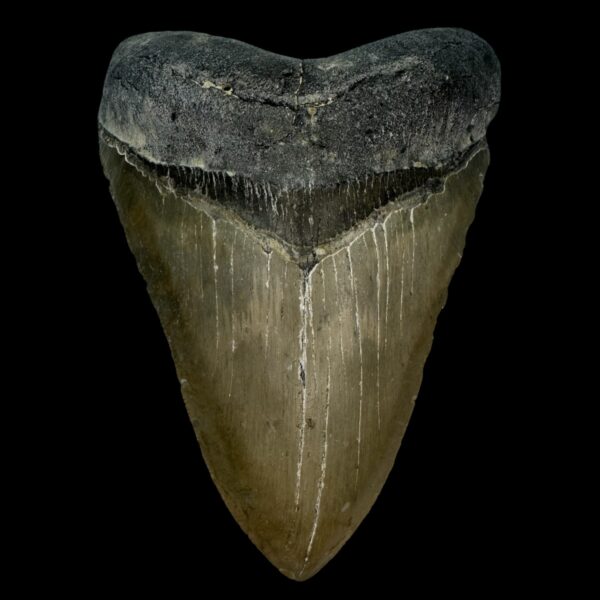 5.17" Serrated Megalodon Tooth Fossil