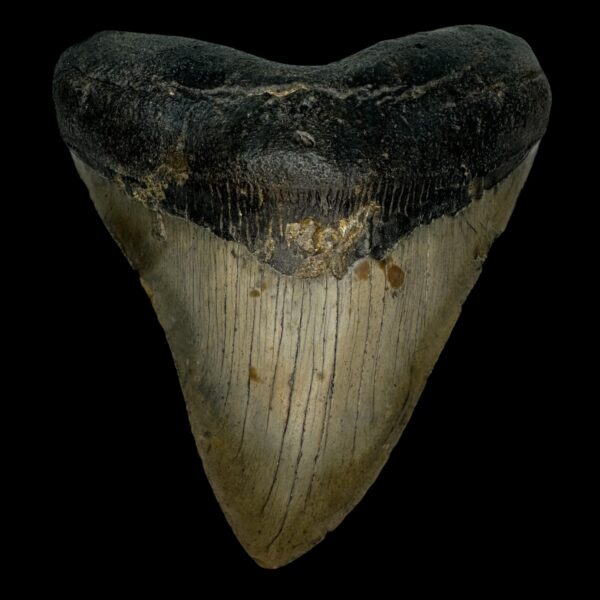 5.04" Megalodon Tooth Fossil