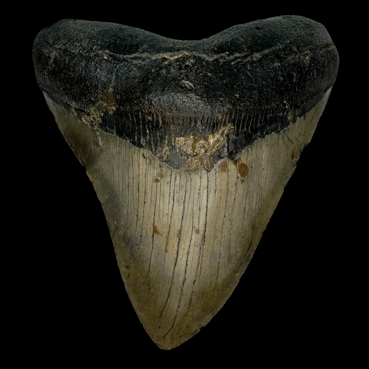 5.04" Megalodon Tooth Fossil