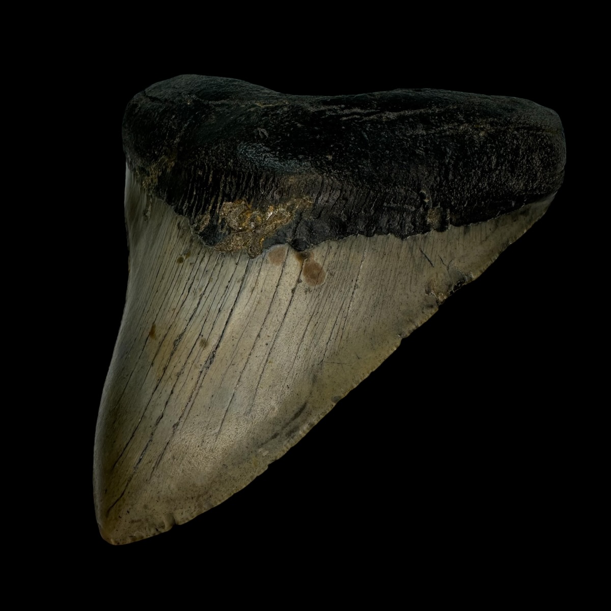 5.04" Megalodon Tooth Fossil - Image 3