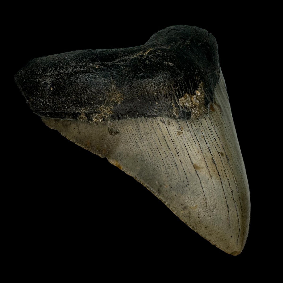 5.04" Megalodon Tooth Fossil - Image 4