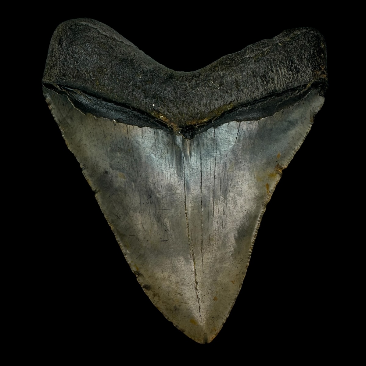 5.04" Megalodon Tooth Fossil - Image 2