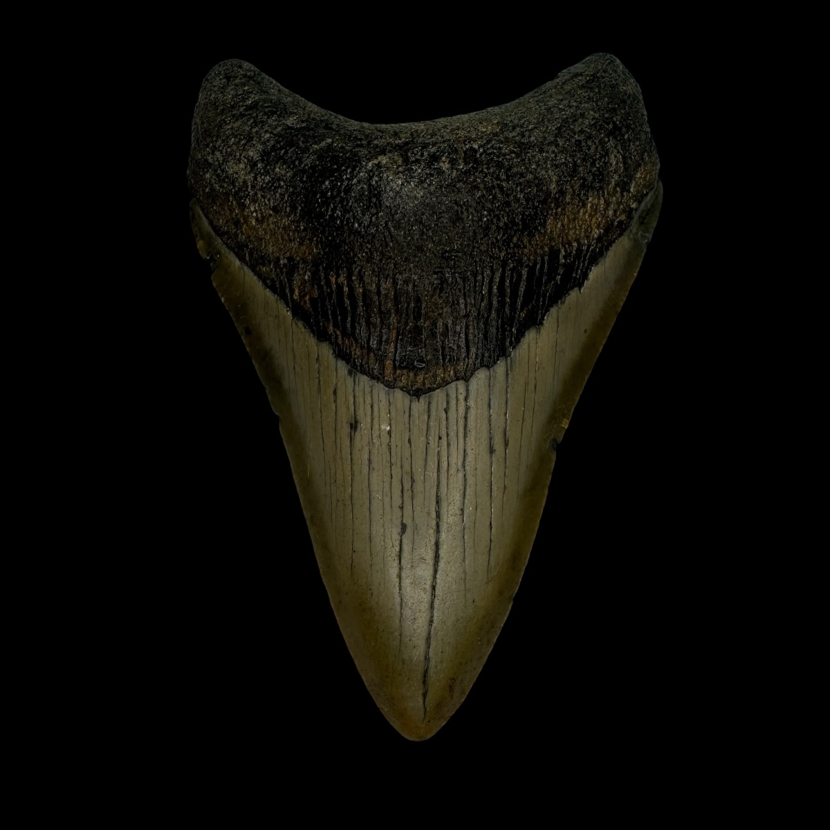3.57" Megalodon Tooth Fossil