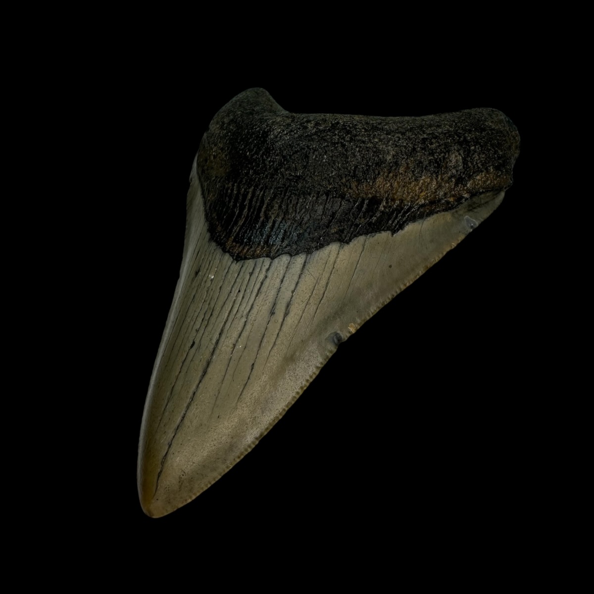 3.57" Megalodon Tooth Fossil - Image 3