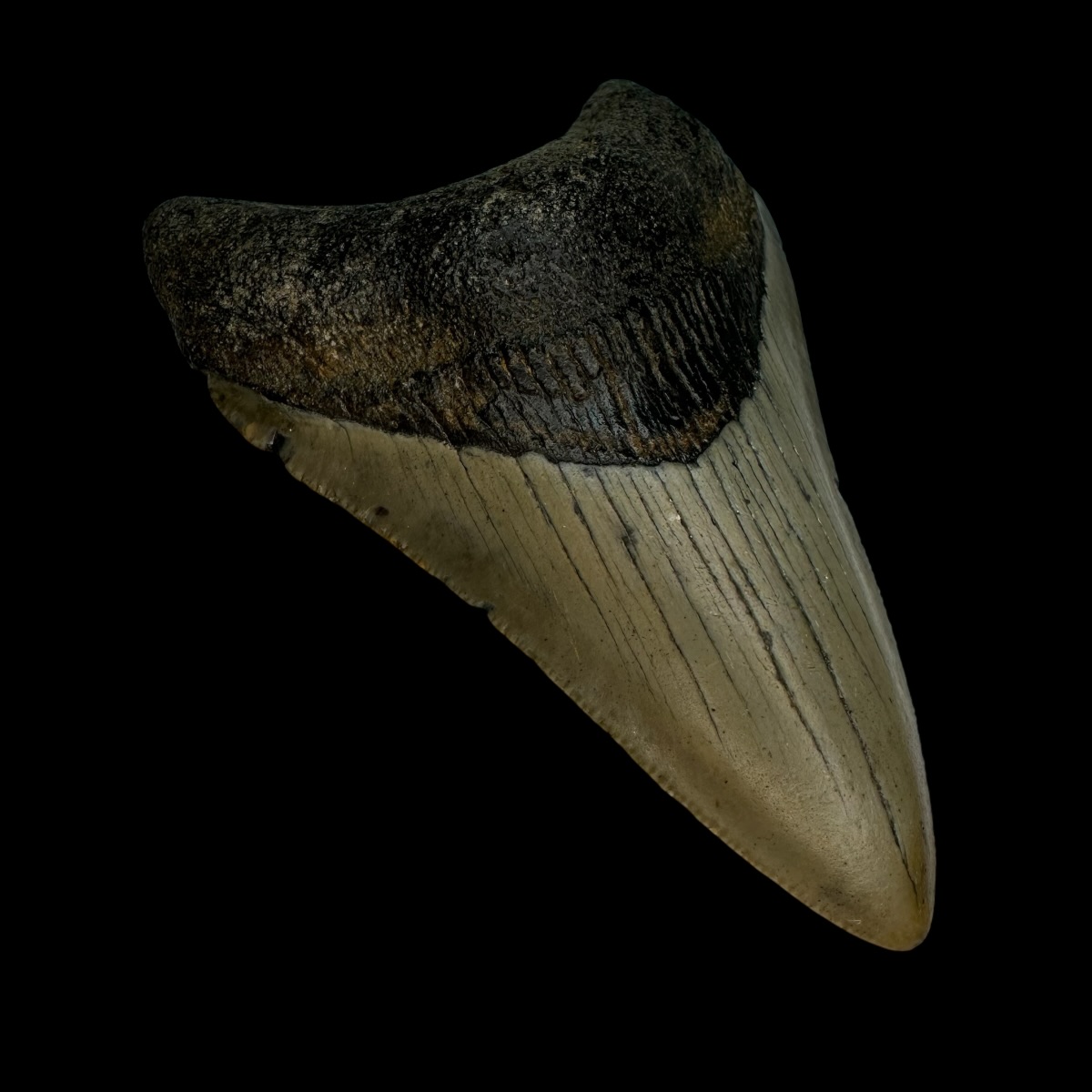 3.57" Megalodon Tooth Fossil - Image 4