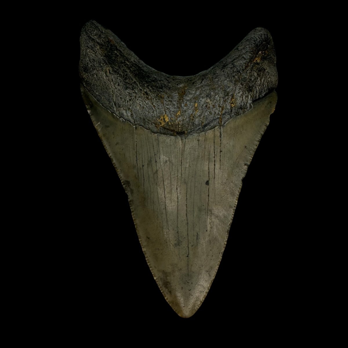 3.57" Megalodon Tooth Fossil - Image 2