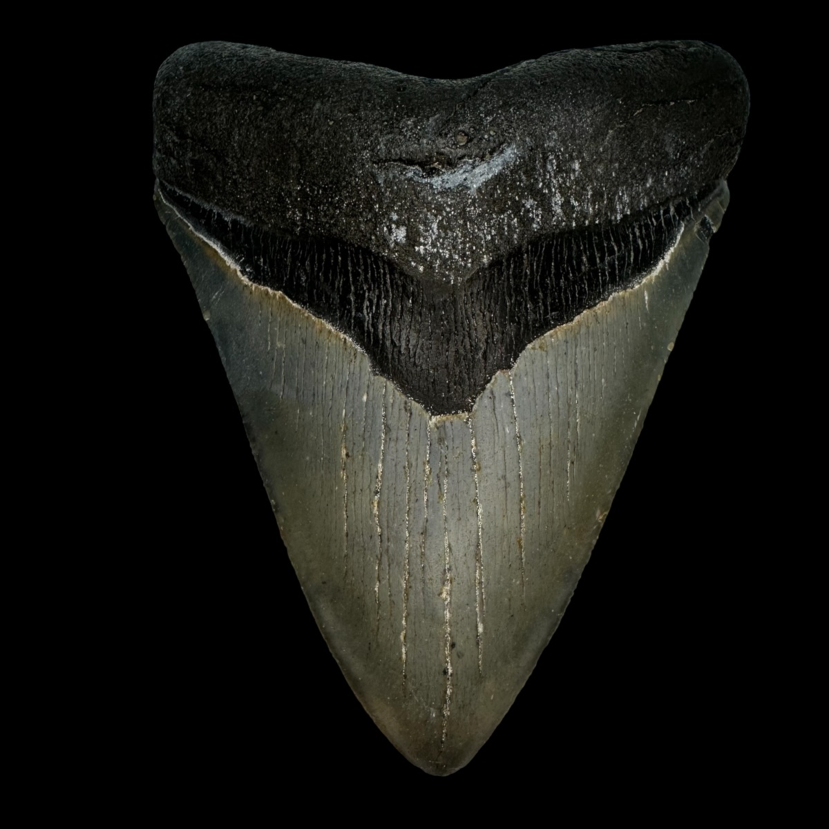 4.77" Serrated Megalodon Tooth Fossil