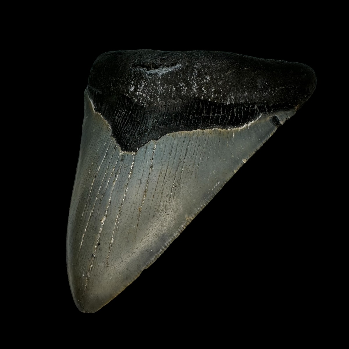 4.77" Serrated Megalodon Tooth Fossil - Image 3